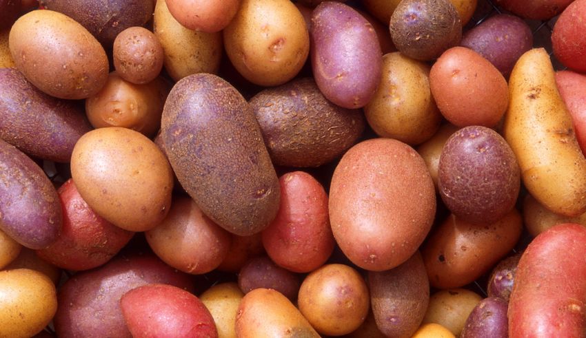 Potato Breeding Research Grant Opportunity
