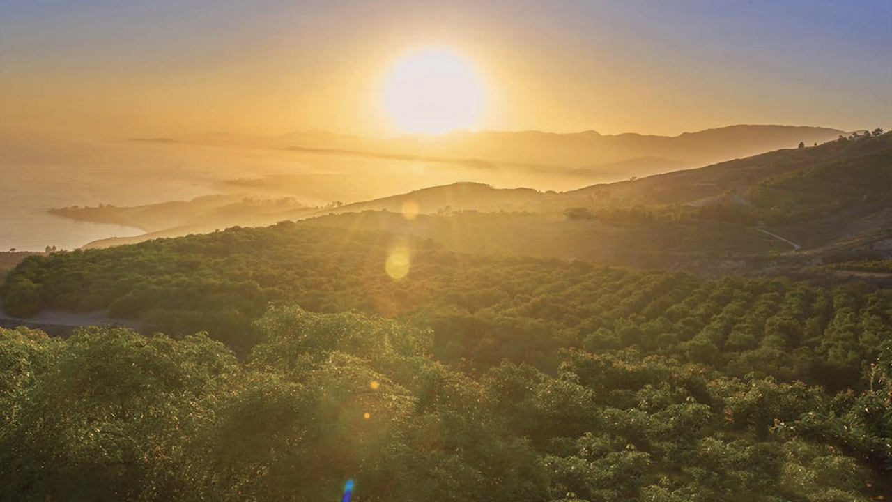 Hass Avocado Board Introduces New Board Members from California