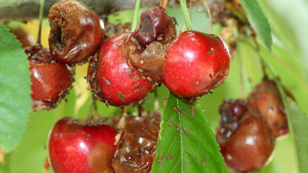MSU Researchers Seeking Solutions for Invasive Cherry Pest