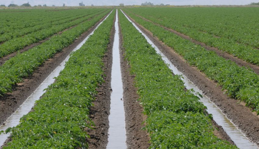 Weed Management Critical Needs for CA Processing Tomatoes