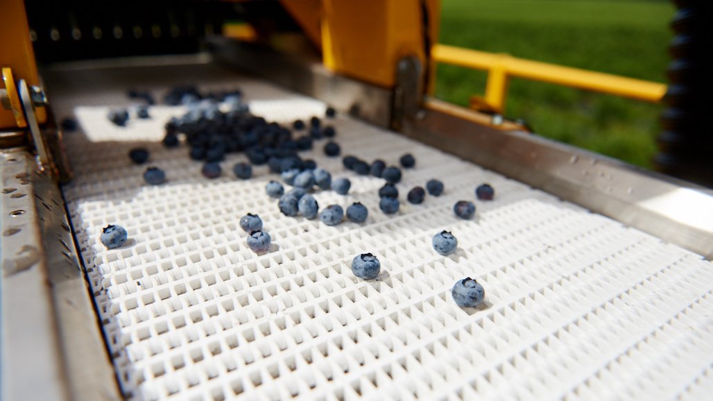 Blueberry Council Receives Foreign Registration in China