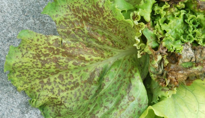 Early Season INSV Infections in Lettuce Reduced From 2022 Levels