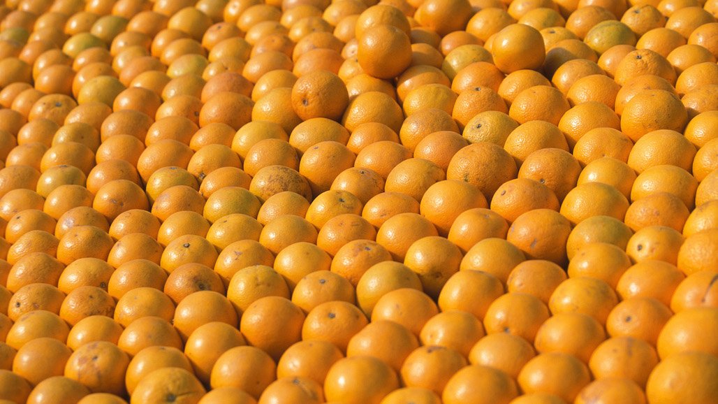 CA Valencia Orange Production Forecast At 16.2 Million Cartons