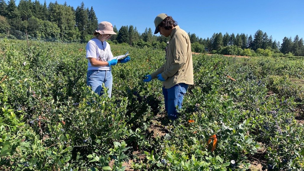 ARS Team Fights Blueberry Virus to Help Growers Keep Fruit on the Shelves
