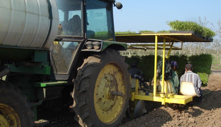 Processing Tomato Variety Evaluation for Tolerance/Susceptibility to New Soilborne Pathogen
