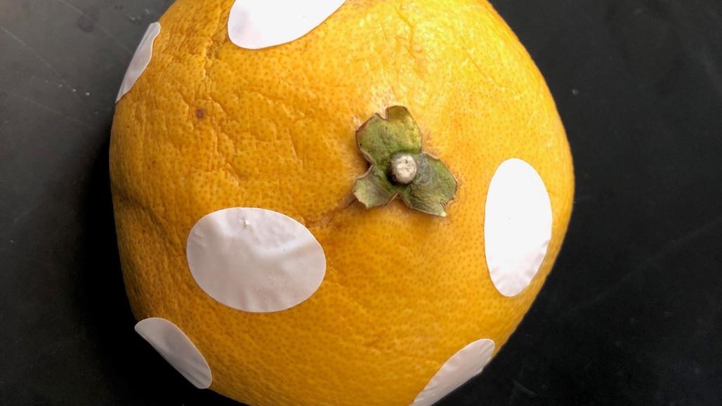 Helping Reduce Methane Emissions by Solving a Sticky Problem for U.S. Produce Exporters