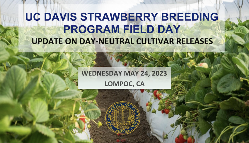 Two Upcoming UC Davis Strawberry Breeding Field Days