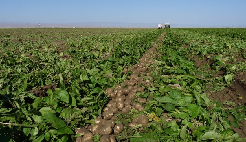 Kern County Potato Variety Trial Field Day, June 21