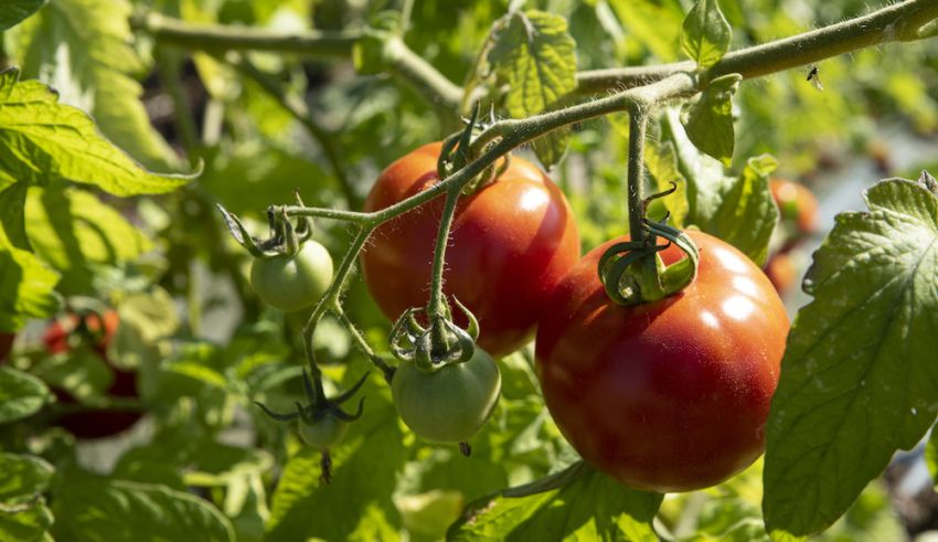 Researchers Study How Plants Respond to Changing Climate