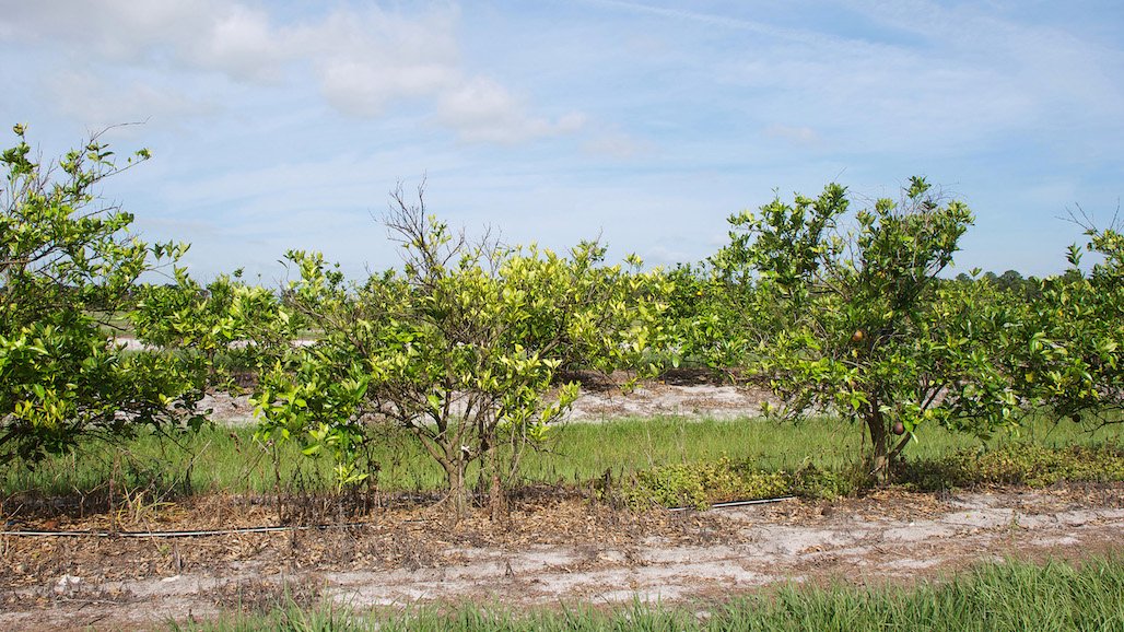 Could Stingrays be the Key to Saving Citrus from Deadly HLB Disease?