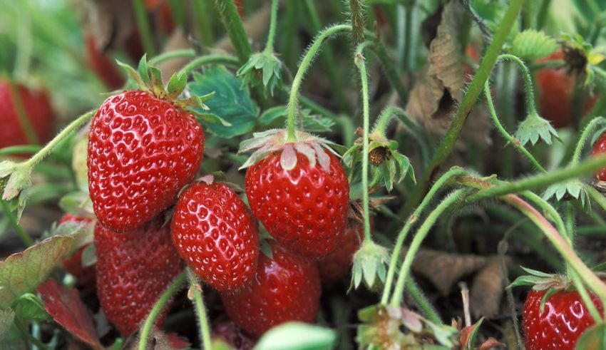 California Strawberry Commission Fills Two Key Positions