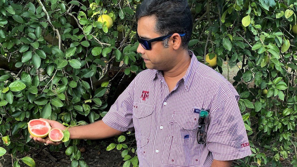 Novel Technology May Lead to Improved Citrus Varieties