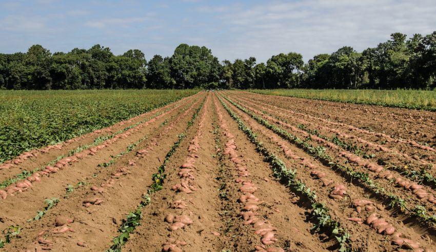USDA Expands Crop Insurance Coverage Options for Specialty Crops  