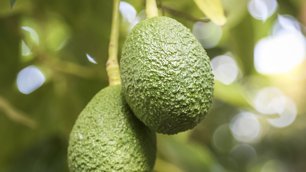 Webinar Reveals Three Actionable Insights On How To Help Close Avocado Demand Gap