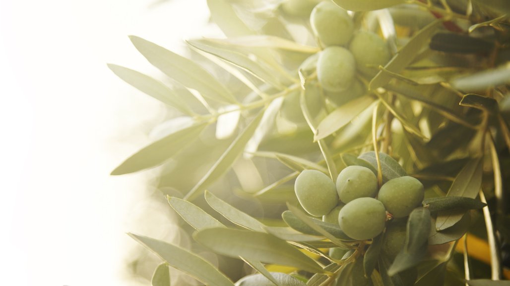 International Olive Symposium Coming to UC Davis