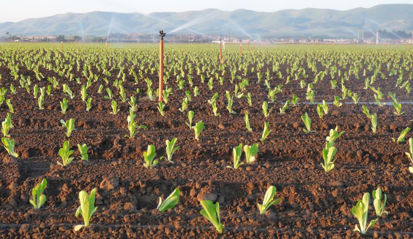 Canada Reimplements Temporary Import Requirements for US Romaine Lettuce