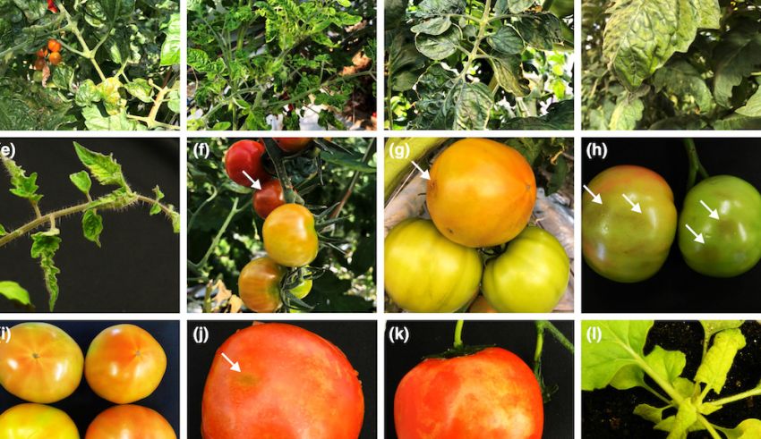 Pathway Risk Assessments and Potential Regulatory Options for Tomato Brown Rugose Fruit Virus (ToBRFV)