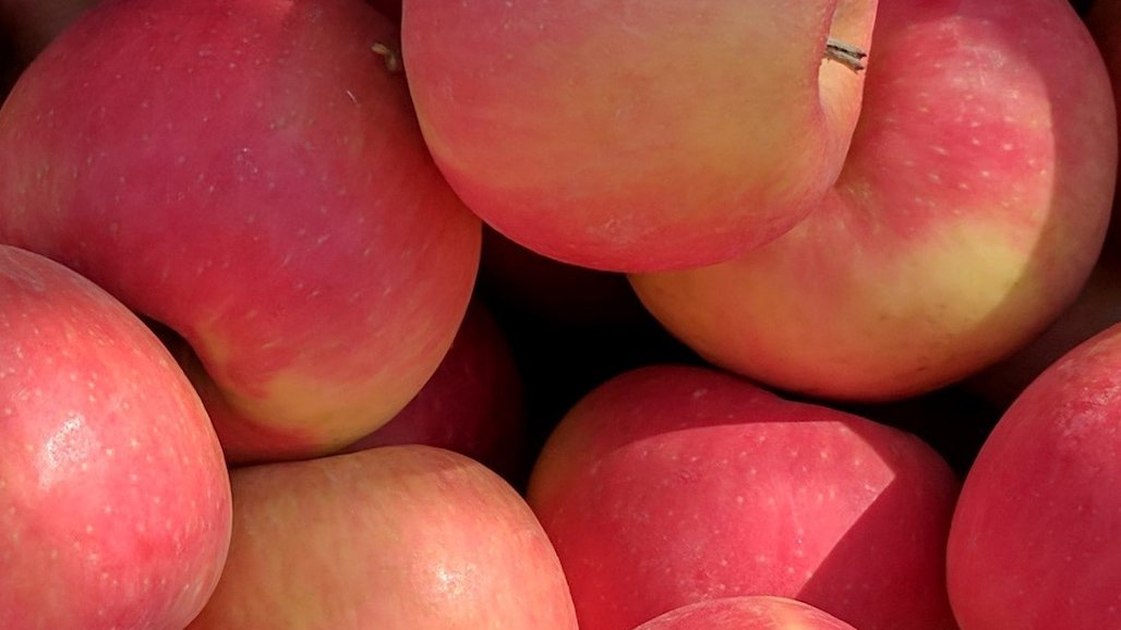 New Apple Variety Blends Honeycrisp, Cripps Pink