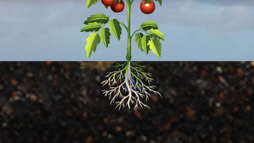 Video Released on Nitrogen Management in California Processing Tomatoes