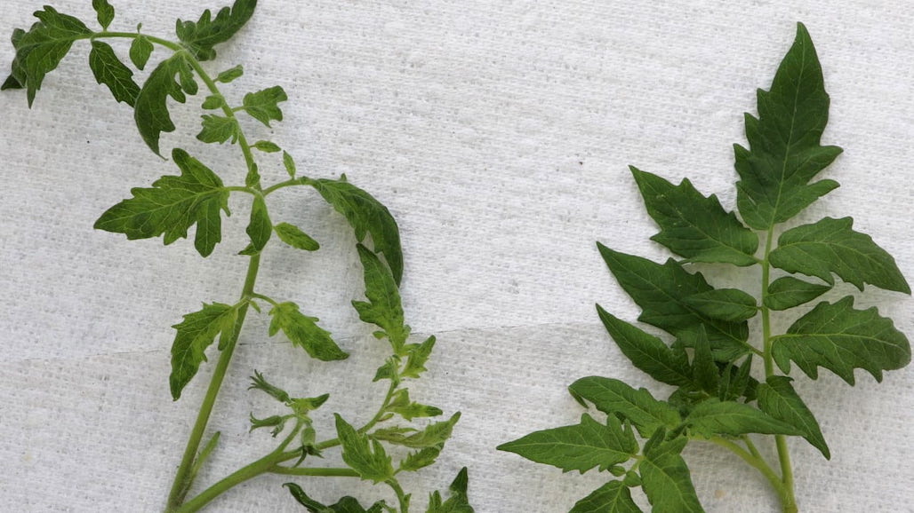 USDA Extends Comment Period on Regulatory Status of Tomato Brown Rugose Fruit Virus (ToBRFV)