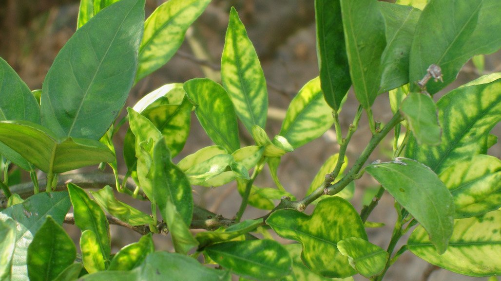 Detection of Deadly Citrus Disease Triggers Quarantine in Ventura County; First HLB Detection in County