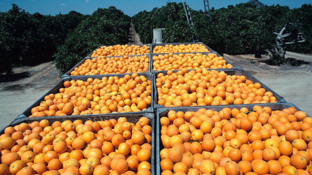 Updates to Bulk Citrus HLB Quarantine Requirements