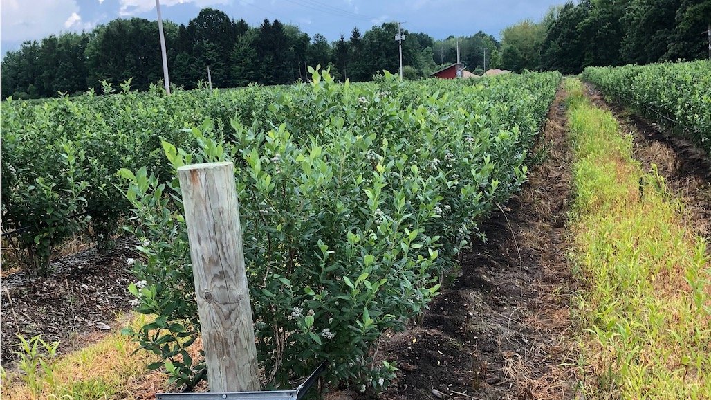 Plant Pathologist Awarded $3.95M USDA Grant to Examine Fruit Rot in Blueberries
