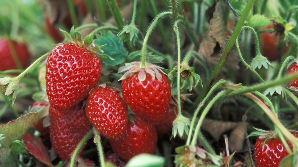 North American Strawberry Growers Association 2024 Conference