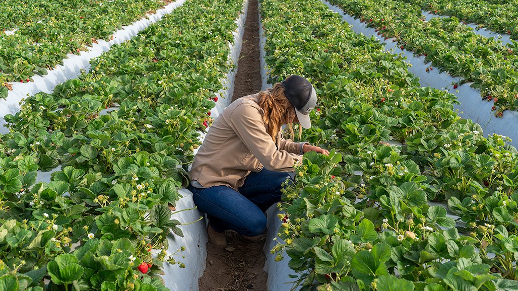 Crown Rot and Red Stele Root Rot in Strawberries: Silent Soilborne Threats