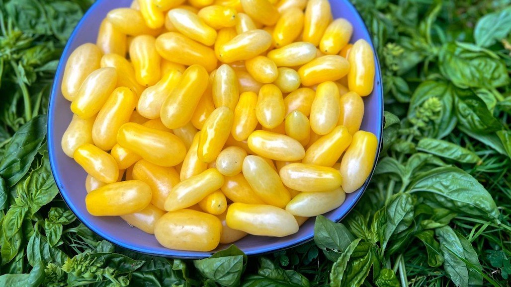 ‘Delightful’ Yellow Tomato to be Released in 2024
