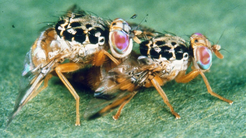 Citrus Industry Guide to Fruit Fly Quarantines