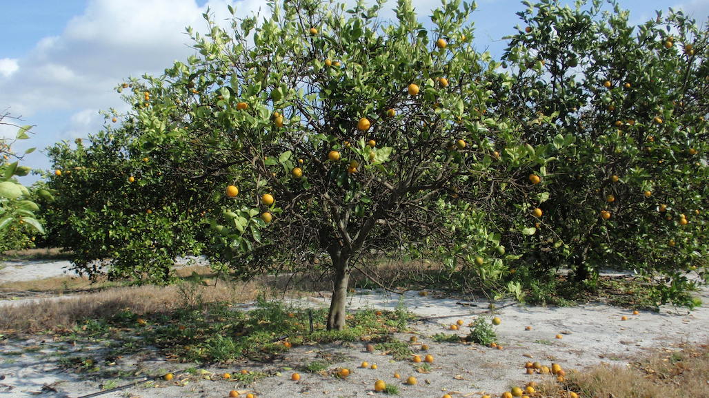 Citrus Greening (HLB) Impacting Brazilian Citrus Crop – Annual Report