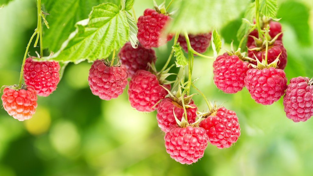 2023 Cost of Production for Fresh Market Raspberries Report