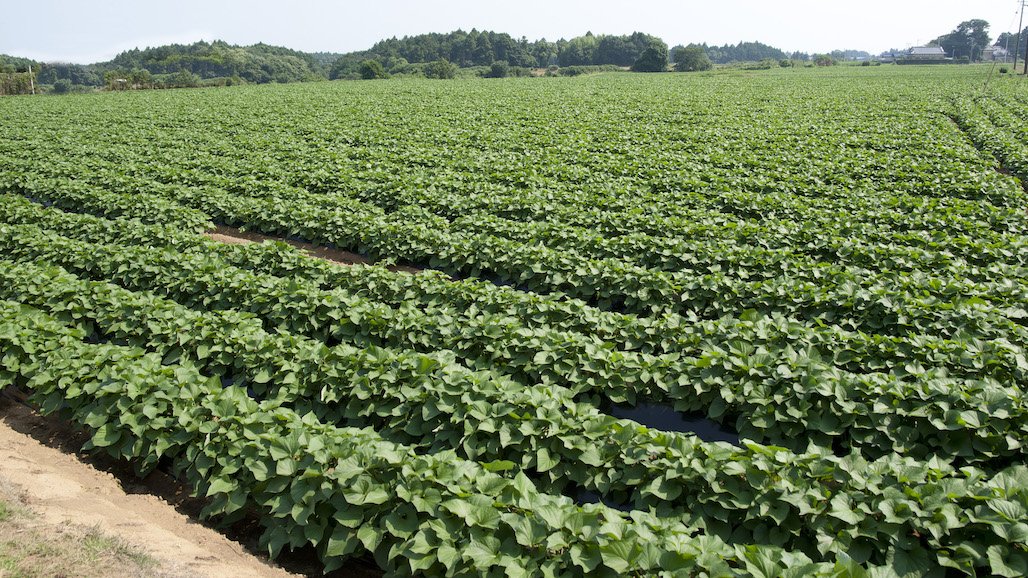 UCCE 58th Annual Sweetpotato Meeting