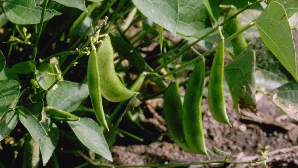 CA Dry Bean Advisory Board Accepting Research Proposals for 2024