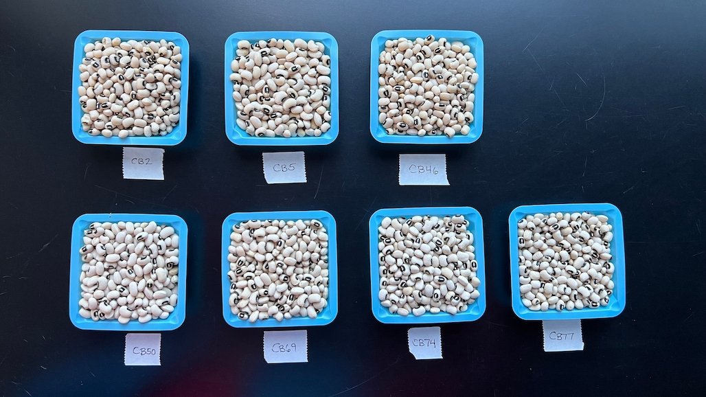2023 UCCE Blackeye Bean Variety Evaluation