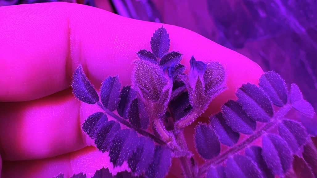 Growing Chickpeas in Amended Moondust