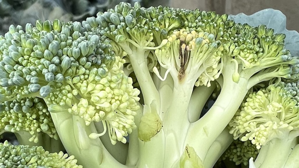 Fungicide Evaluation for Alternaria Head Rot (Pin Rot) of Broccoli
