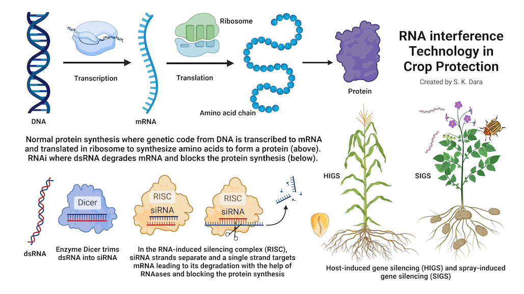 RNAi Technology: Another Biological Tool in the IPM Arsenal