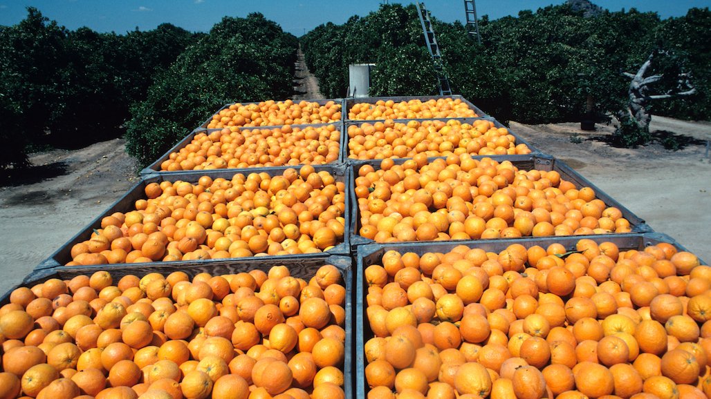 Update to ACP and HLB Bulk Citrus Movement Requirements