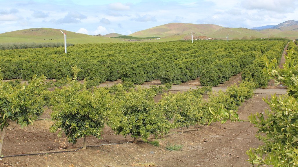 Citrus Thrips Field Day at Lindcove on April 9