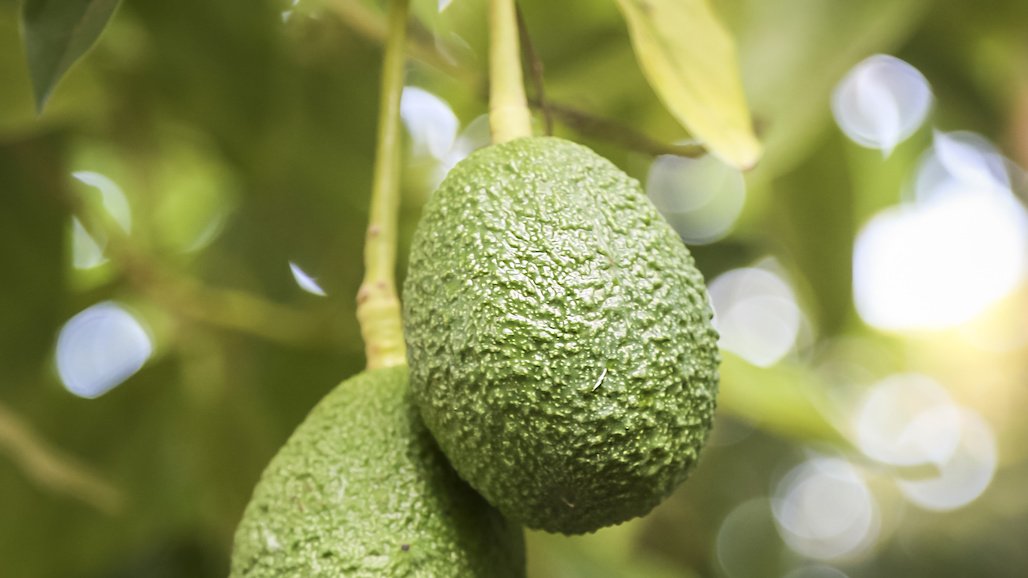 Mexico Continues to Lead World Avocado Production