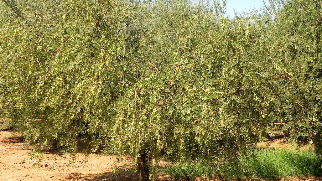 UCCE Lake County Olive Pruning Day, May 17