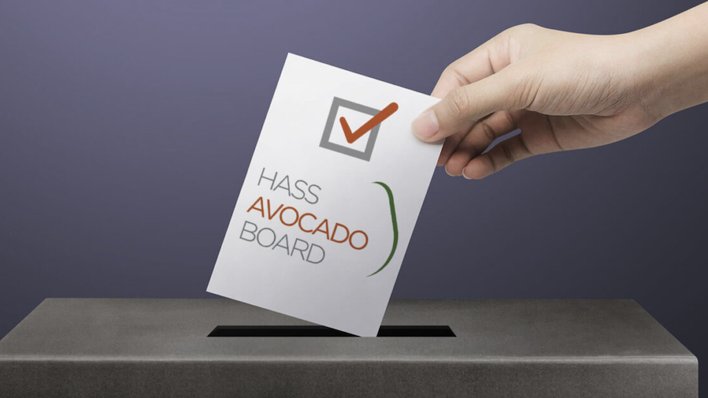 Hass Avocado Board Election in Full Swing