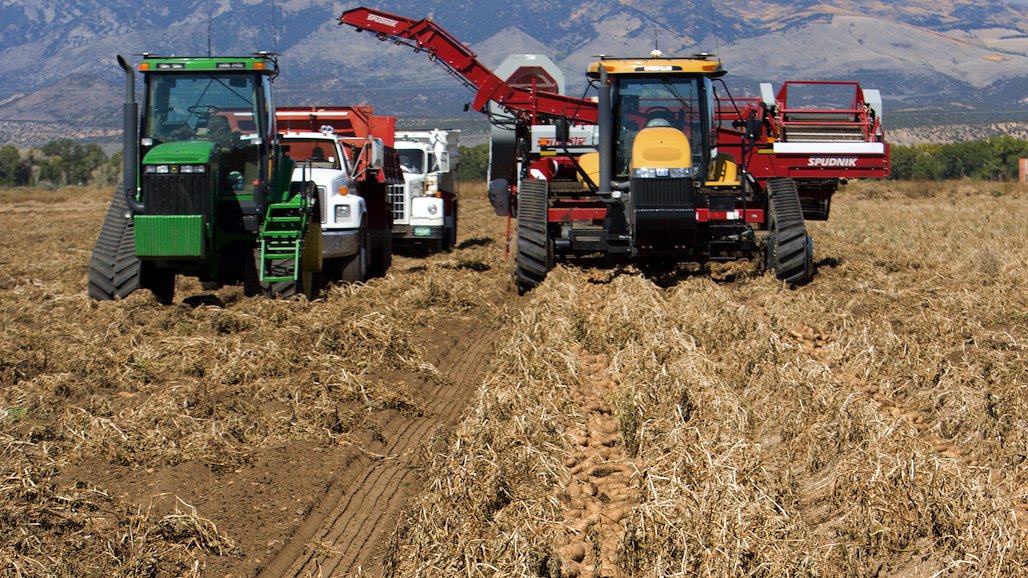 Ensuring Availability of High-Quality Potatoes All Year Round