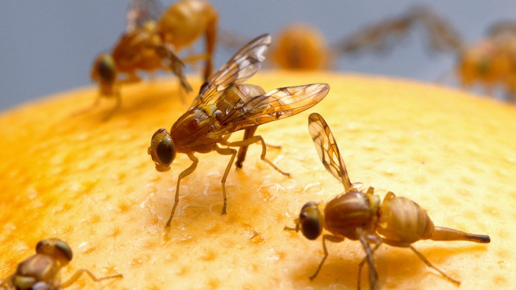 USDA to Protect Hundreds of Crops from Invasive Fruit Flies