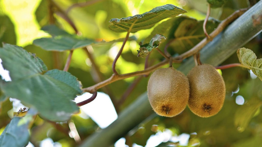 USDA Develops Cold-Hardiness Kiwifruit for Immediate Release to Public