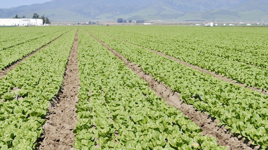 Biological Control Considerations and Research for Lettuce Growers