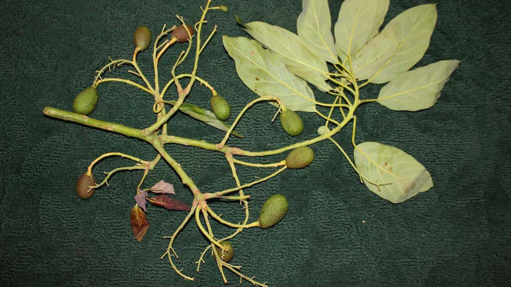 Tree Samples Needed For Avocado Sunblotch Viroid Disease Study