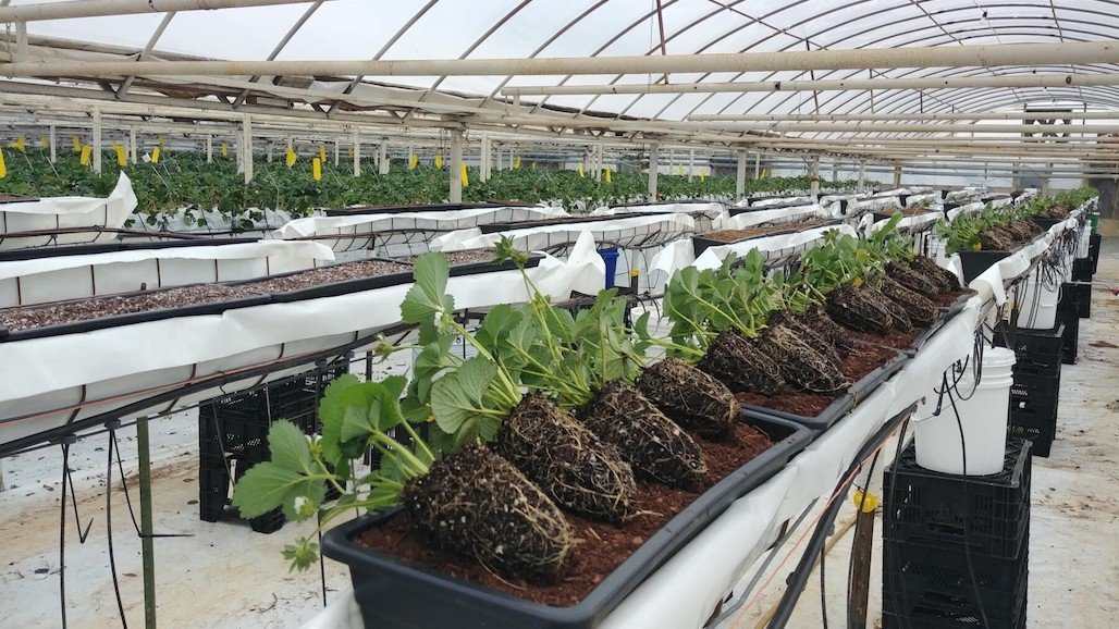 Soil-less Substrates for Greenhouse Strawberry Production